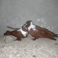 ککیلی جفت