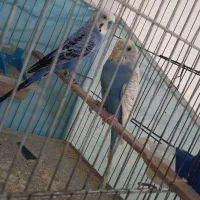 مرغ عشق مولد فوق العاده