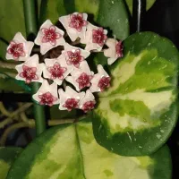 گل های اپارتمانی hoya