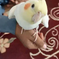 عروس نر بدون قفس سالم
