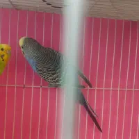 یک جفت مرغ عشق با قفس و لوازم کامل