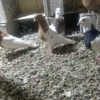 طوقی و کله ای