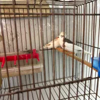 فنچ مولد|پرنده|رشت, بوسار|دیوار