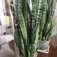 گل سانسوریا