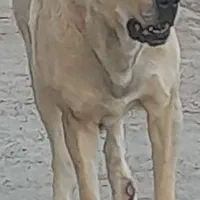 واگذاری توله سگ ماده