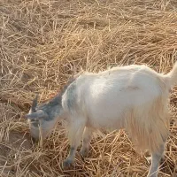 یک راس کهره ماده