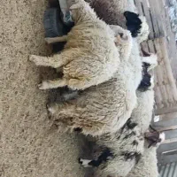بره پرواری
