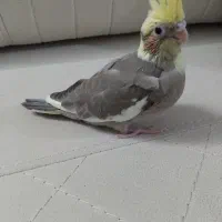 جوجه عروس هلندی سرلاکی