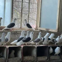 کفتر|پرنده|کرج, بیلقان|دیوار