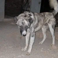سگ خوب یک نیم ساله دهن پاک گوسفندی ادمی