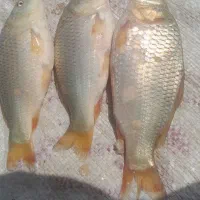 ماهی صابوری
