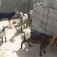 تیشتر