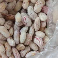 لوبیا باقلا قاتوق تازه وامساله