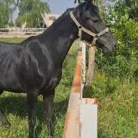 برکت مادیان سواری دار