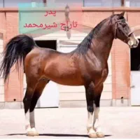 مادیان درهشور خالص