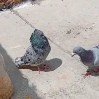 کبوتر معاوضه هم دارم