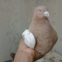 سک جفت سینه