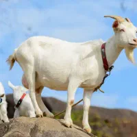 شیر و ماست