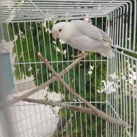 طوطی کوتوله برزیلی