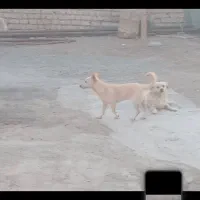 سگ پامر و شیتوز