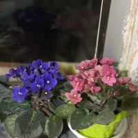 گل و گیاه