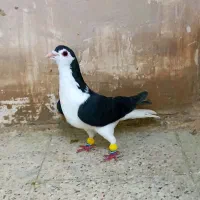 ۴ عدد کبوتر بوم