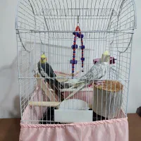 عروس هلندی(جفت)