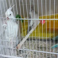 عروس هلندی دوکت وایت فیس