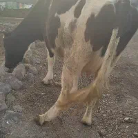 گاو آبستن