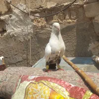 نر و ماده دم سیاه