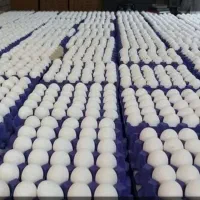 عرضه تخم‌مرغ