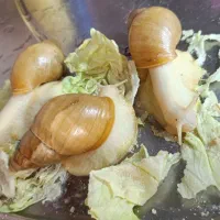 حلزون آچاتینا