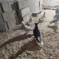 دمسفید|پرنده|قوچان, |دیوار