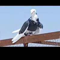 کفتر پرشی نرا ماده