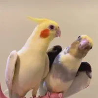 سالن عروس هلندی ومرغ عشق