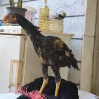 پنج عدد جوجه لاری جوان فول کیفیت