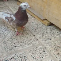 کبوتر