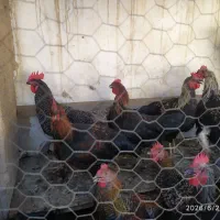 خروس جوان