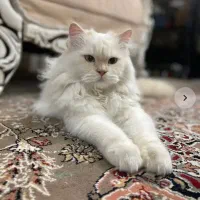 گربه پرشین|گربه|اسفراین, |دیوار