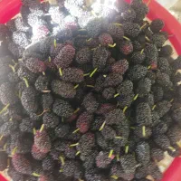 شاه توت