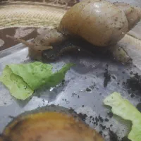 حلزون مولد