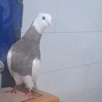 کبوتر نر بدونه پر اضافه ضمانتی