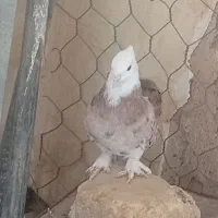 کبوتر شازده هما