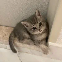 بچه گربه بریتیش گلد بلو