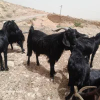 کرچبش