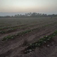 فروش-و-اجاره-زمین-رودان