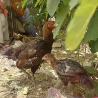 مرغ و خروس