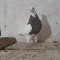کبوتر طوقی پرنده
