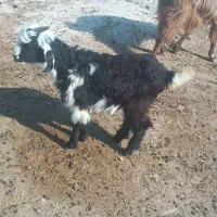 بز غاله|حیوانات مزرعه|دزفول, |دیوار