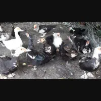 اردک اسرائیلی ماده ۱۳تا فروش